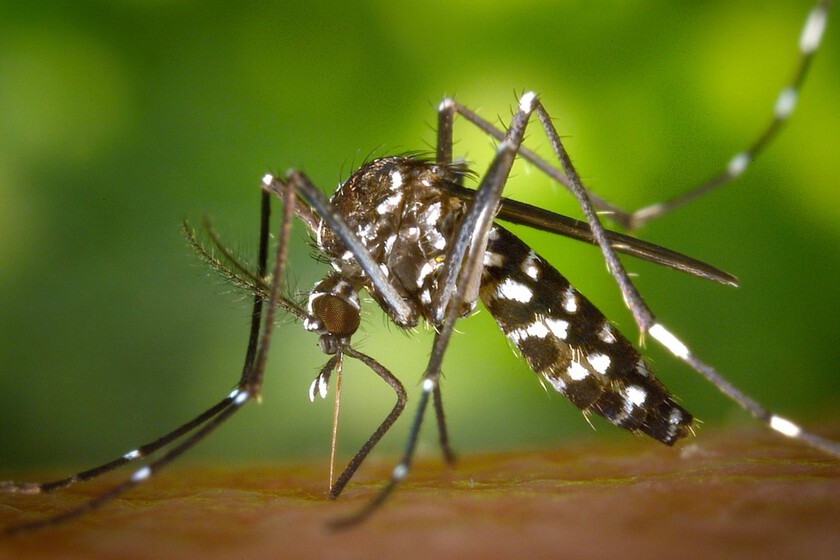 mosquitos