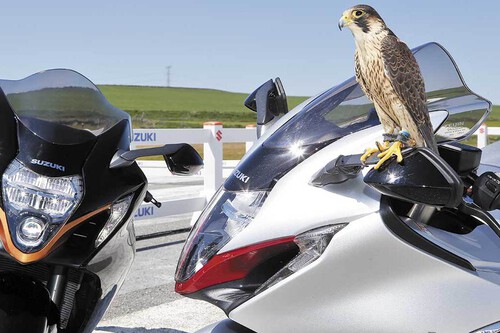 El día que una Suzuki Hayabusa le echó una carrera a un halcón peregrino. Así nació una moto legendaria
