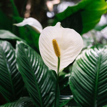 Con este truco de jardinería lograrás que tu cuna de Moisés dé flores blancas todo el año