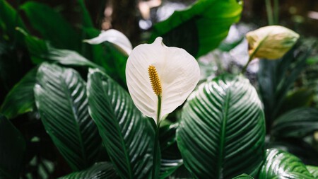 Con este truco de jardinería lograrás que tu cuna de Moisés dé flores blancas todo el año