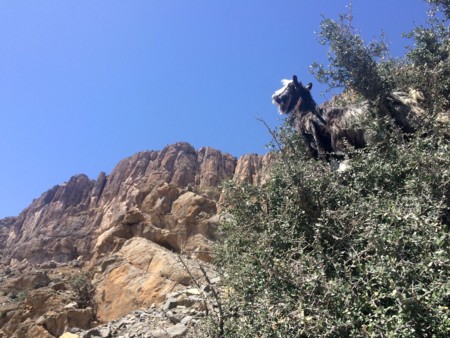 Cabras en Gran Cañón Omán