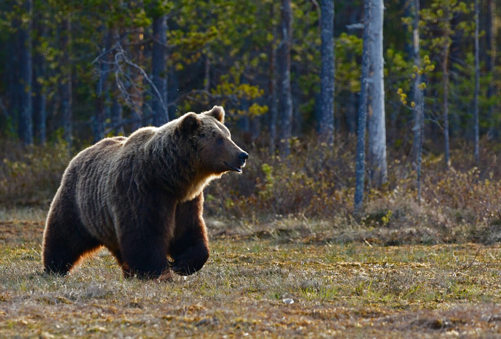 En su empeño por volver a conquistar España, el oso pardo ha encontrado un aliado contra los ganaderos: el turismo