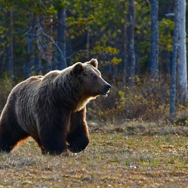 En su empeño por volver a conquistar España, el oso pardo ha encontrado un aliado contra los ganaderos: el turismo