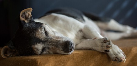 Seguro Responsabilidad Perros Que Es