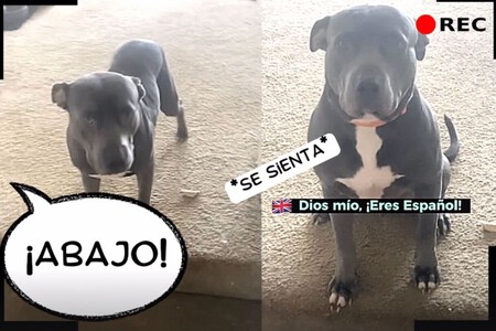 Perro Tiktok Espanol Ingles