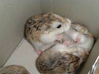 Ni hámsters ni mascotas exóticas