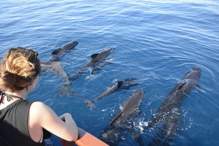 Cetaceos Y Navegacion