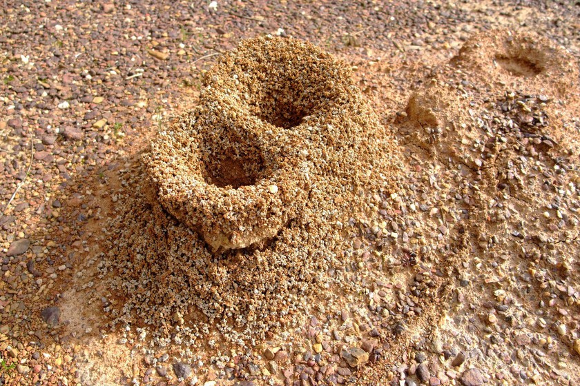 Nature Sand Hole Wildlife Insect Soil 1121953 Pxhere Com