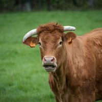 Francia registra la primera muerte humana por el virus shamonda que se creía exclusivo de vacas