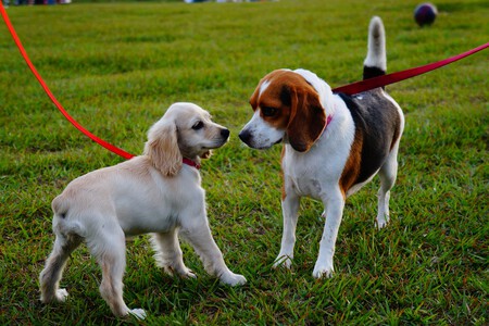 Sabes Como Presentar Dos Perros