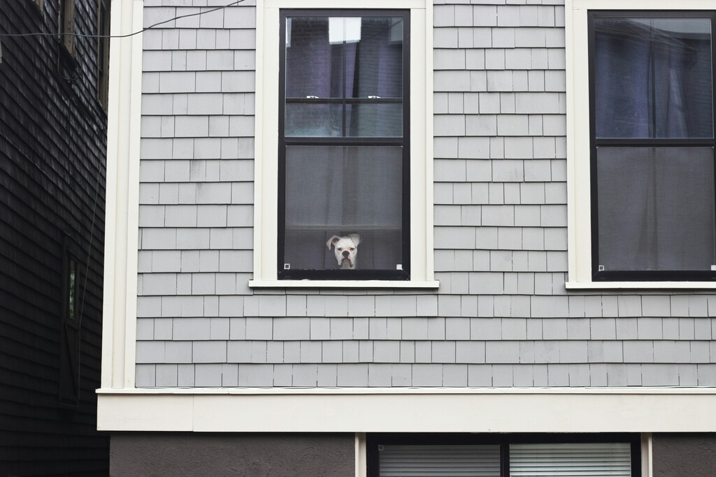 En España conseguir casa se ha vuelto una misión imposible. Hay quien la está recibiendo en donación a cambio de cuidar perros