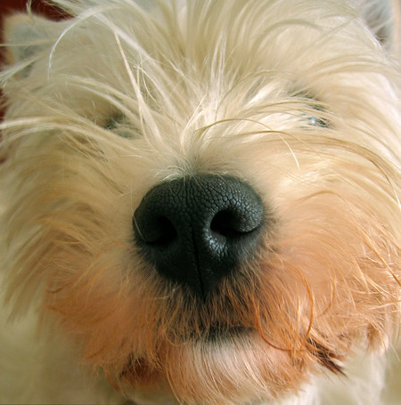 Consejos para fotografiar a tu mascota