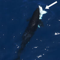 Esta manada de orcas atacó a un tiburón ballena en México para extraer sus órganos: ahora van por los tiburones blancos 