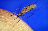 La malaria y otras enfermedades tropicales aumentan entre los viajeros