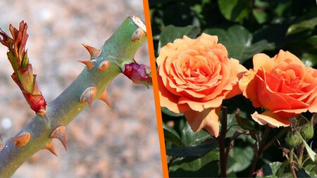 Cómo lograr que tus rosales exploten de flores este verano, con este ingrediente de cocina