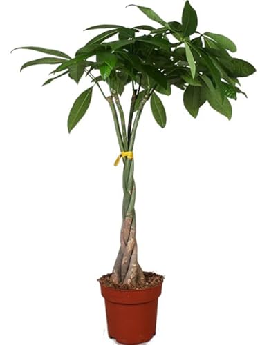  Pachira Aquatica de Tronco Trenzado