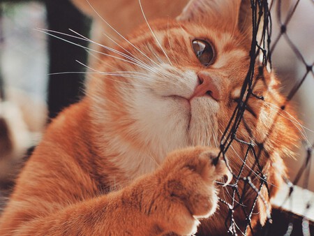 Gatos Naranja 1