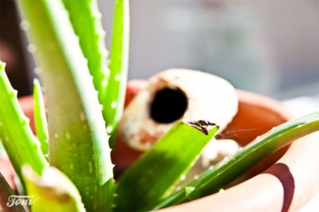 Antihistamínicos naturales para acabar con las alergias de primavera