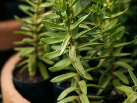 Una planta de romero llena de tallos jóvenes