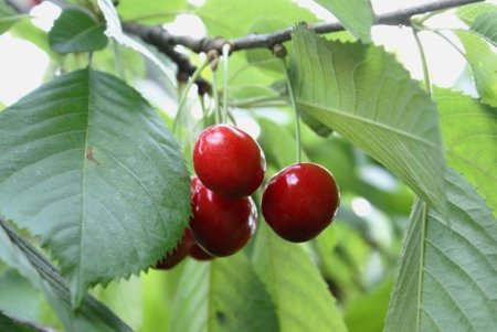 Cerezas, un pedazo de salud