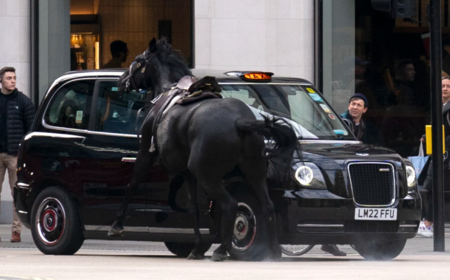 CABALLO1
