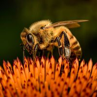 Las abejas europeas han perdido un tercio de su territorio en un siglo. Y el cambio climático no es el principal culpable 