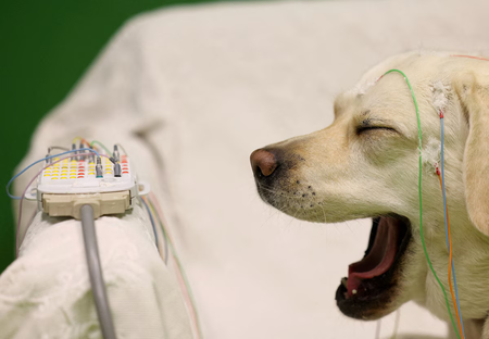 cachorro com equipamentos neurológicos na cabeça