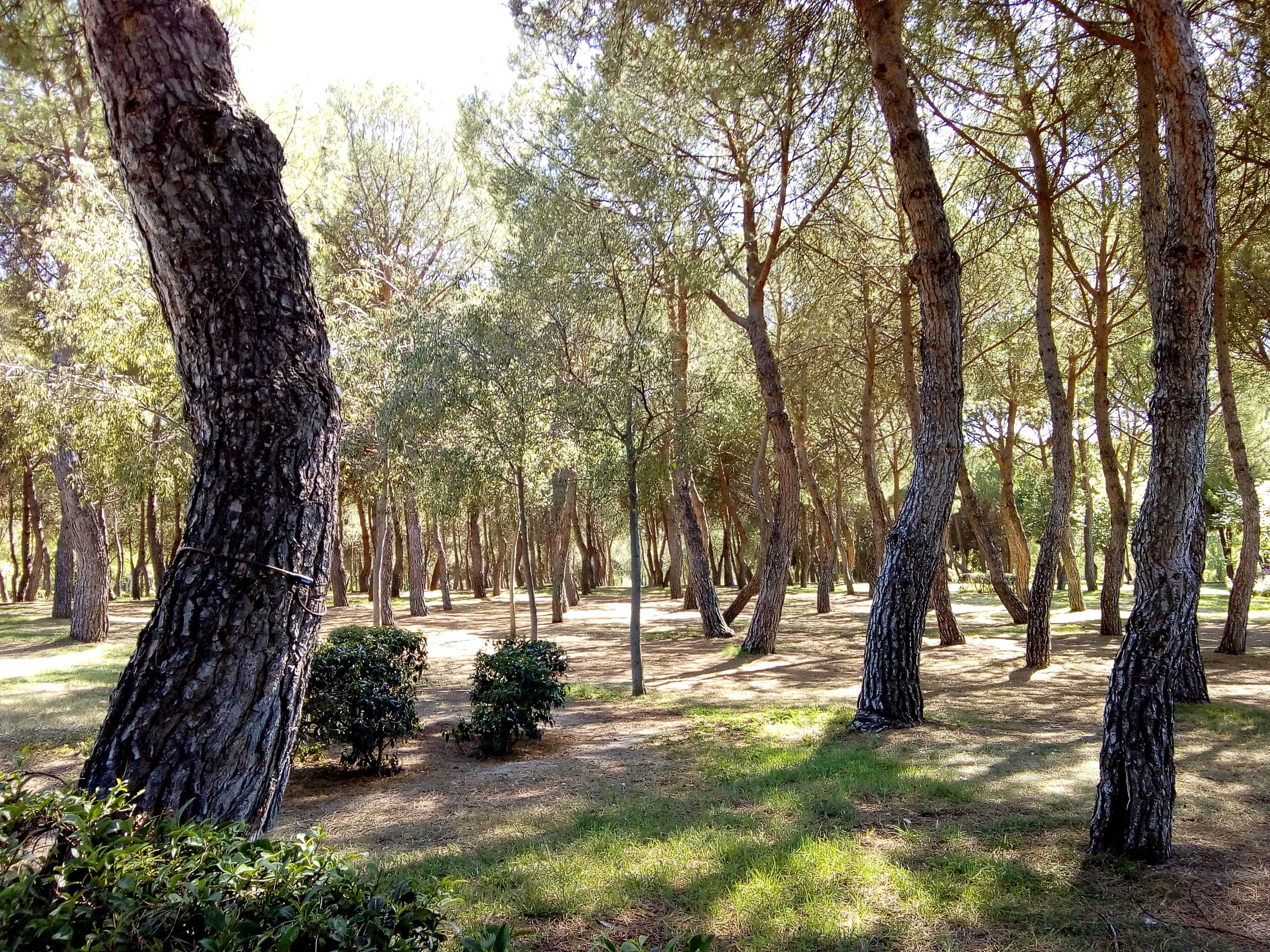 Foto de Fotos con el Moto E4 (18/19)