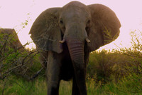 Viaje a Namibia (III) El elefante que me hizo temblar y su hermosa familia