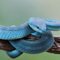 “Peor que una serpiente de cascabel”: tiene ojos rojos, es azul y solo pesa 60 gramos: víbora isleña de labios blancos  