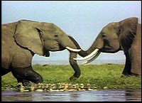 ¿Qué pasa con el tercer elefante?