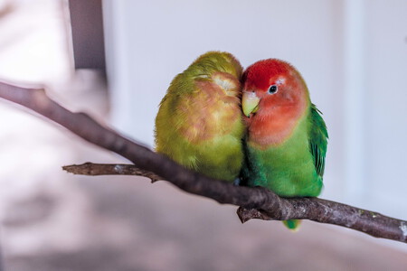 Una pareja de Agapornis roseicollis