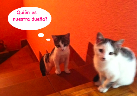 Adivina de quién... son estas mascotas
