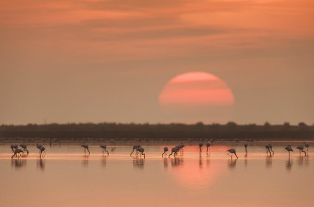 Flamencos Delta Del Ebro 1024x675