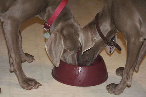 Ahorrar agua si tienes mascota