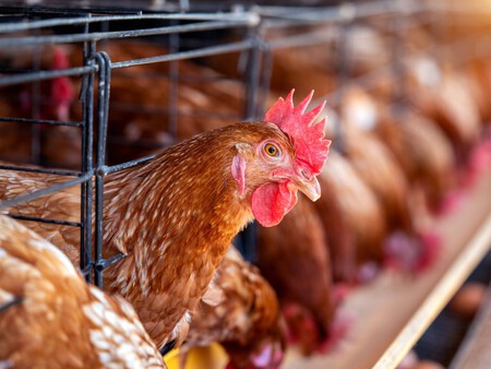 Gallina