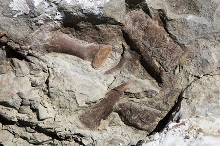 Este esqueleto de tiranosaurio ha aparecido en Utah y está casi completo