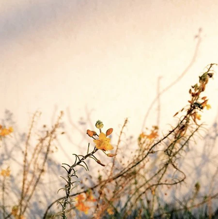 花柄、1位。アリソン・ヘレナがiPhone 7で撮影した写真。