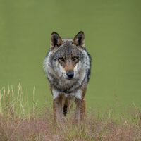 Los ganaderos de Asturias llevan años quejándose del lobo y ahora han obtenido lo que tanto anhelaban: permiso para cazarlo