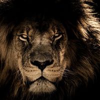 El jefe perfecto no existe 