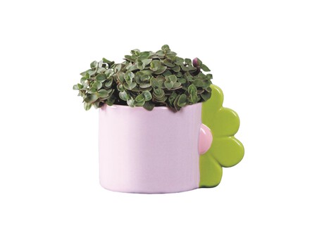 Mini Plantas Maceta Flor Zoom 1