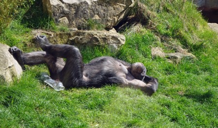 El parásito que vuelve aventureros y temerarios a los chimpancés