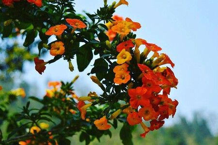 Planta trepadora