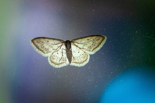 Mariposas usam as estrelas para chegarem até os Alpes Australianos do verão | Imagem: Max Kleinen