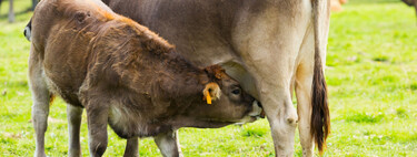 Aragón, Navarra y País Vasco empezarán a vacunar a sus vacas contra la dermatosis nodular contagiosa tras el aumento de casos en Francia