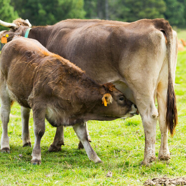 Aragón, Navarra y País Vasco empezarán a vacunar a sus vacas contra la dermatosis nodular contagiosa tras el aumento de casos en Francia