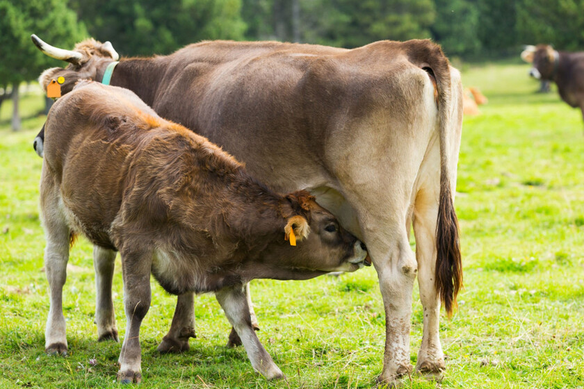 Aragón, Navarra y País Vasco empezarán a vacunar a sus vacas contra la dermatosis nodular contagiosa tras el aumento de casos en Francia