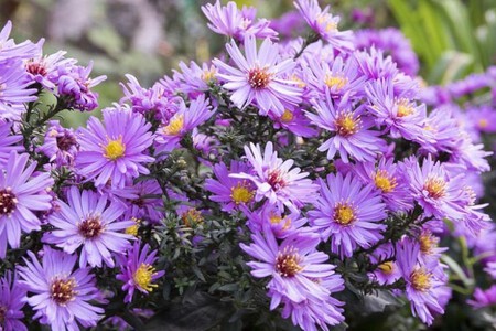 Aster Novae Angliae 780x520