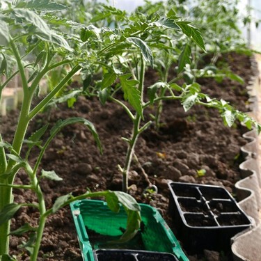 Qué plantar junto a los tomates para que crezcan mejor y sean más grandes 