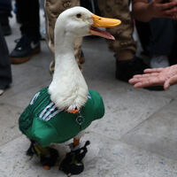 La historia del pato Merlín escaló tanto en México, que ya terminó como marca registrada